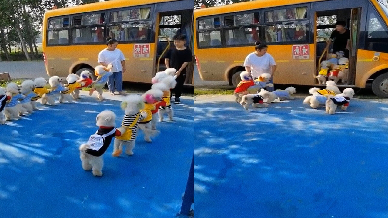 cute little poodles entering the schoolbus in line #poodle #poodlepuppy #poodlelove