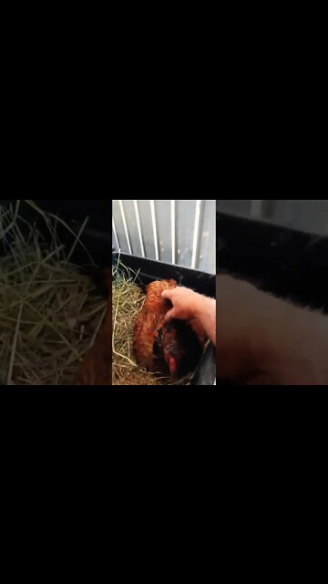 Good morning Chook chook sitting on eggs