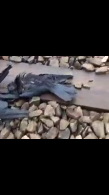 Getreide aus der Ukraine?