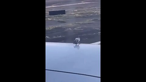 Pigeon on plane ready to take off.