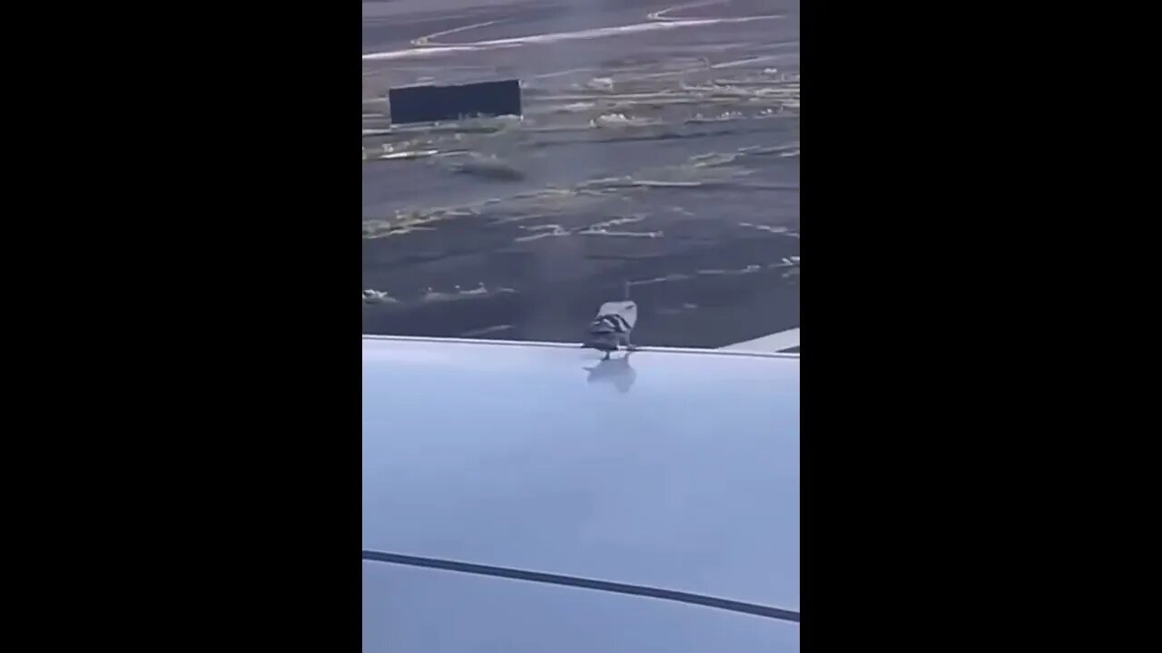 Pigeon on plane ready to take off.