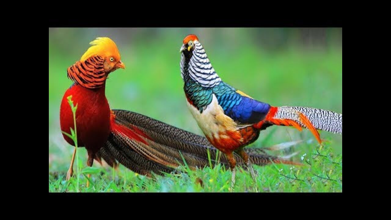 Beautiful Golden Pheasants and Wading Birds