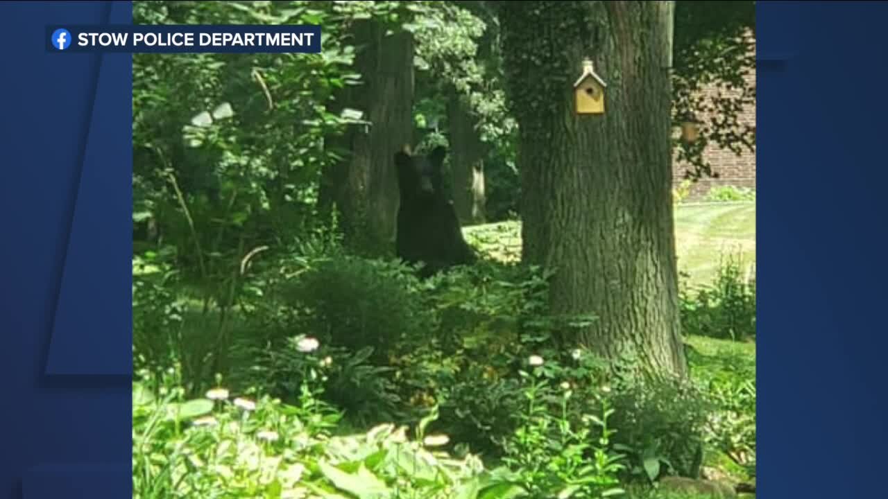 Bear sighting in Stow follows others nearby; police urge precautions as it 'continues on its journey'