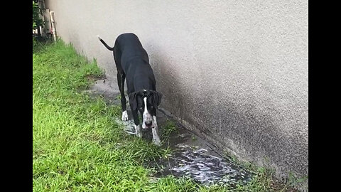 Funny Great Dane Discovers Rain & Dirt Make Mud !