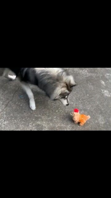 Brave husky duels the enemy