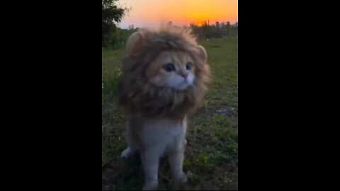 Funny And Cute Animals