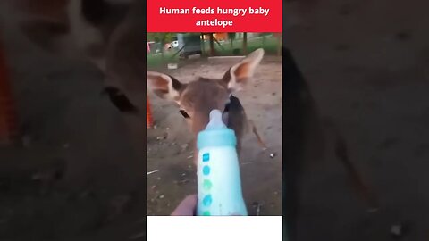 Human feeds hungry baby antelope