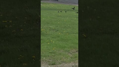 group of birds #shorts