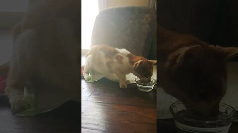 SAYING GOODBYE TO COOKIE😪