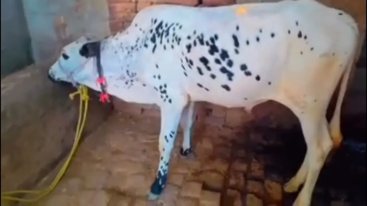 maa shaa Allah #vlogger #youtubeshorts #shortsviral #entertainment #enjoy #vlog #youtube