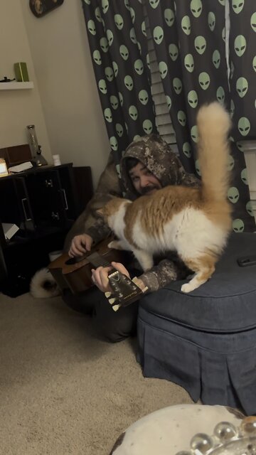 Tua our cat loves the guitar