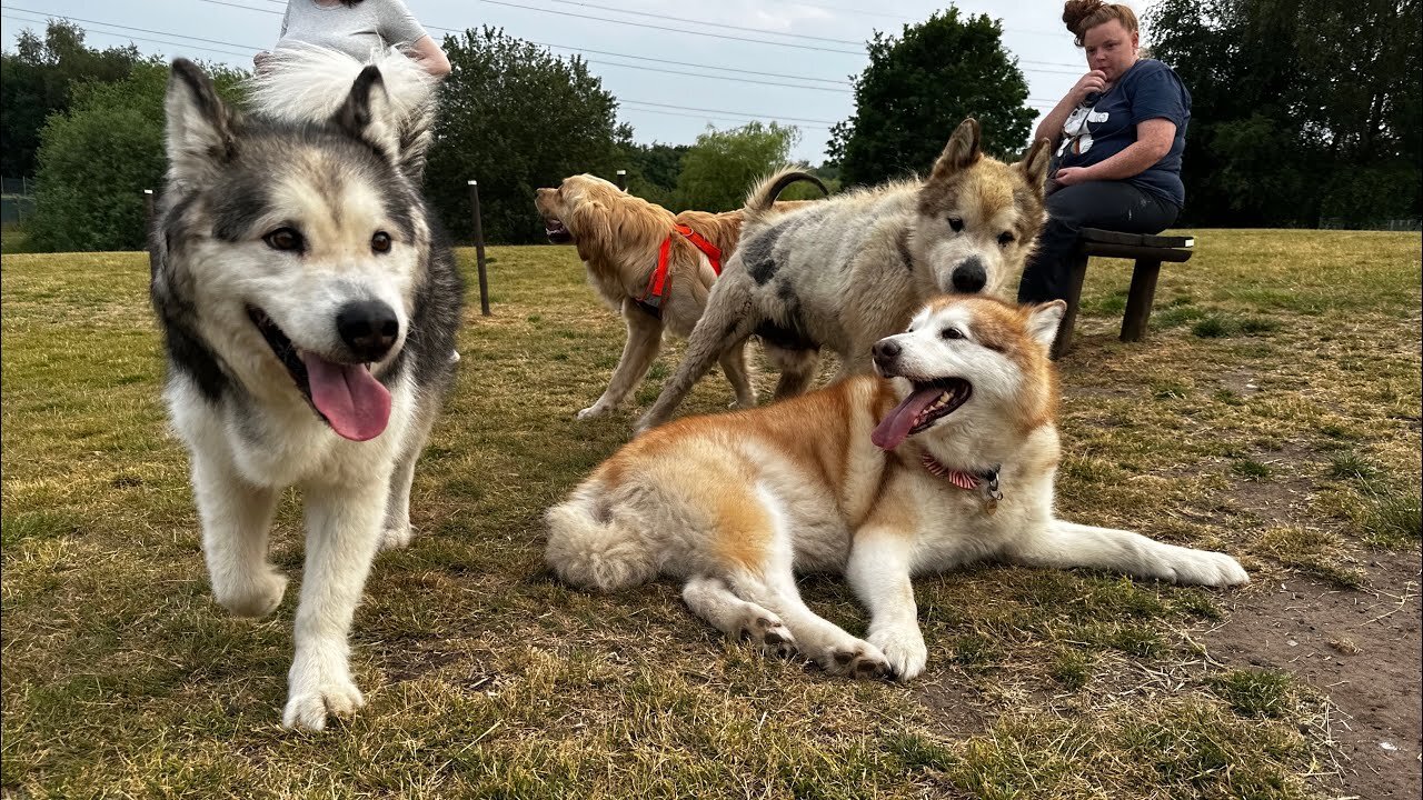 Phil Is Finally Reunited With His Long Lost Friends! (Happiest Doggos!!)