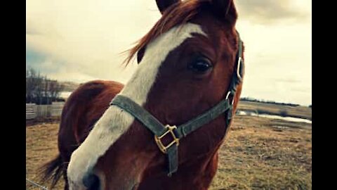 Confinée, elle se fait coiffer par son cheval