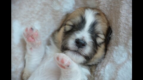 Cute little Puppy enjoying Sleeping.😍