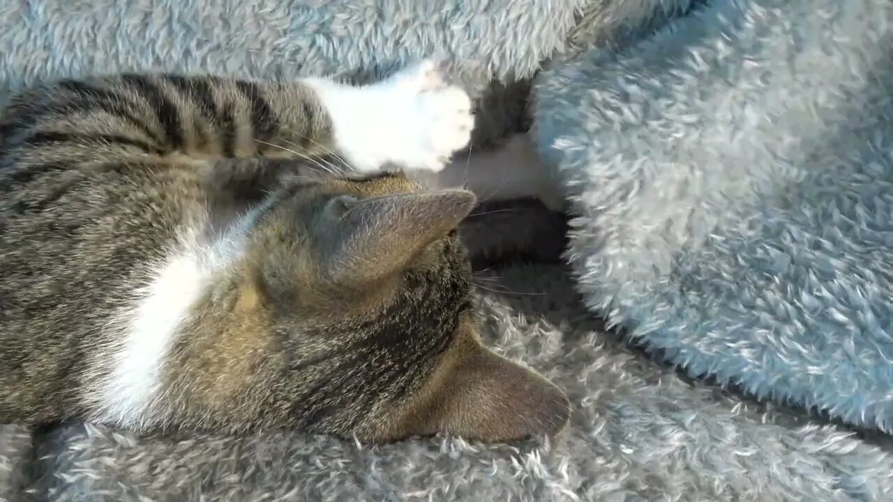 I Purr and Make Biscuits