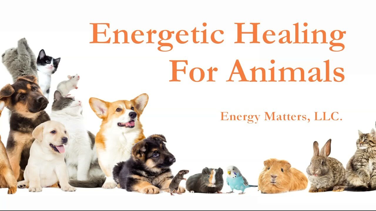 Energetic Healing For Animals