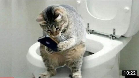 Funny And Cute Cat'S Life Cats And Owners Are The Best Friends Videos2021
