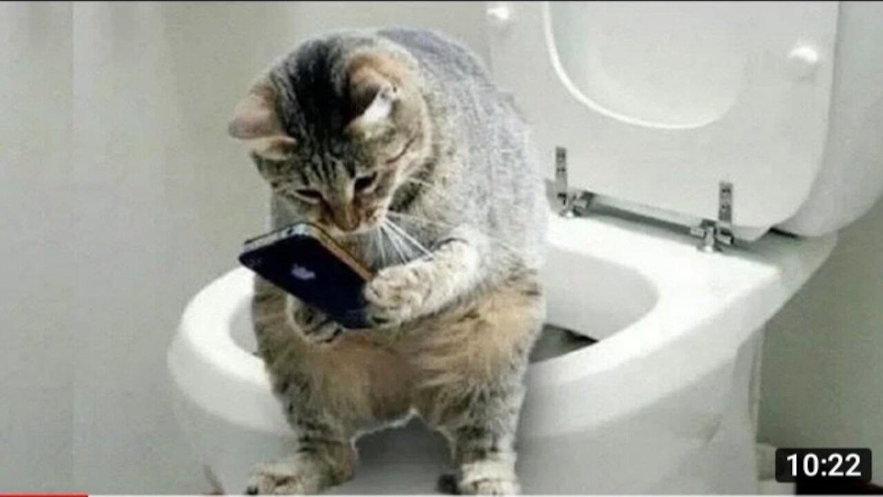 Funny And Cute Cat'S Life Cats And Owners Are The Best Friends Videos2021