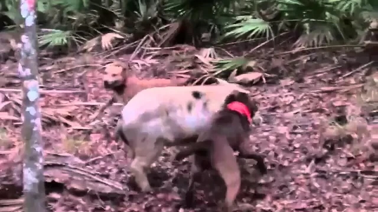 Hog Hunting Solo in Florida with Dogs