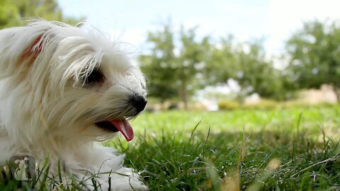 30 Seconds of Precious Maltese Puppies