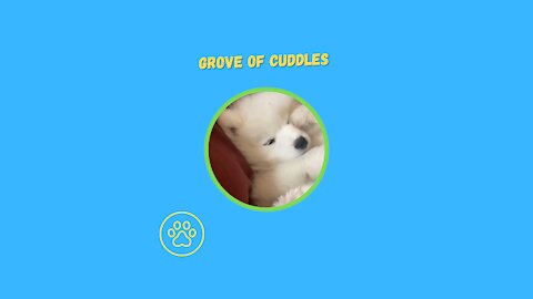 Funniest and Most Playful Animals