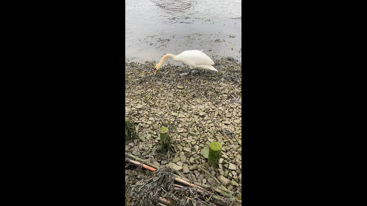 The swan whisperer 🤣