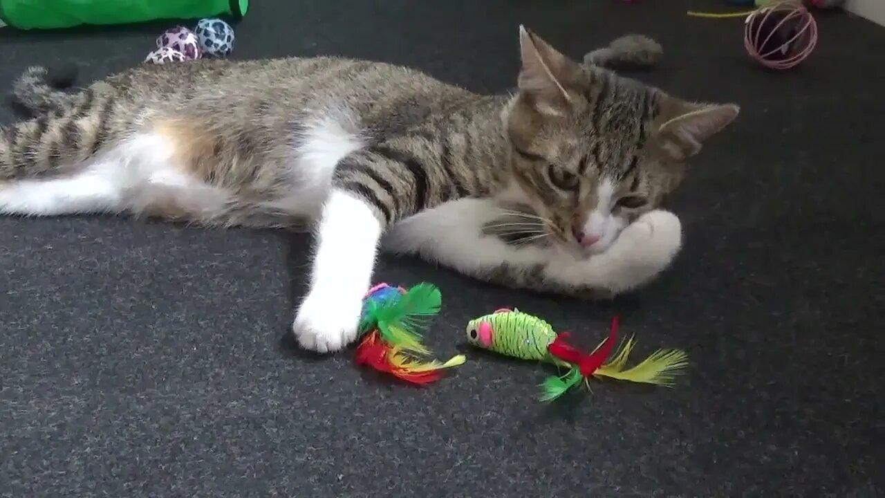 Cute Little Cat Grooms His Toy