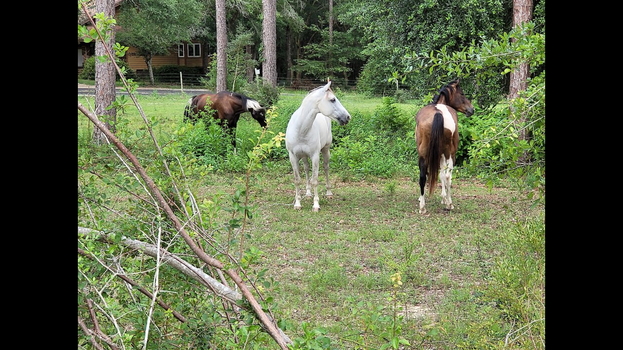 Horse Neighs