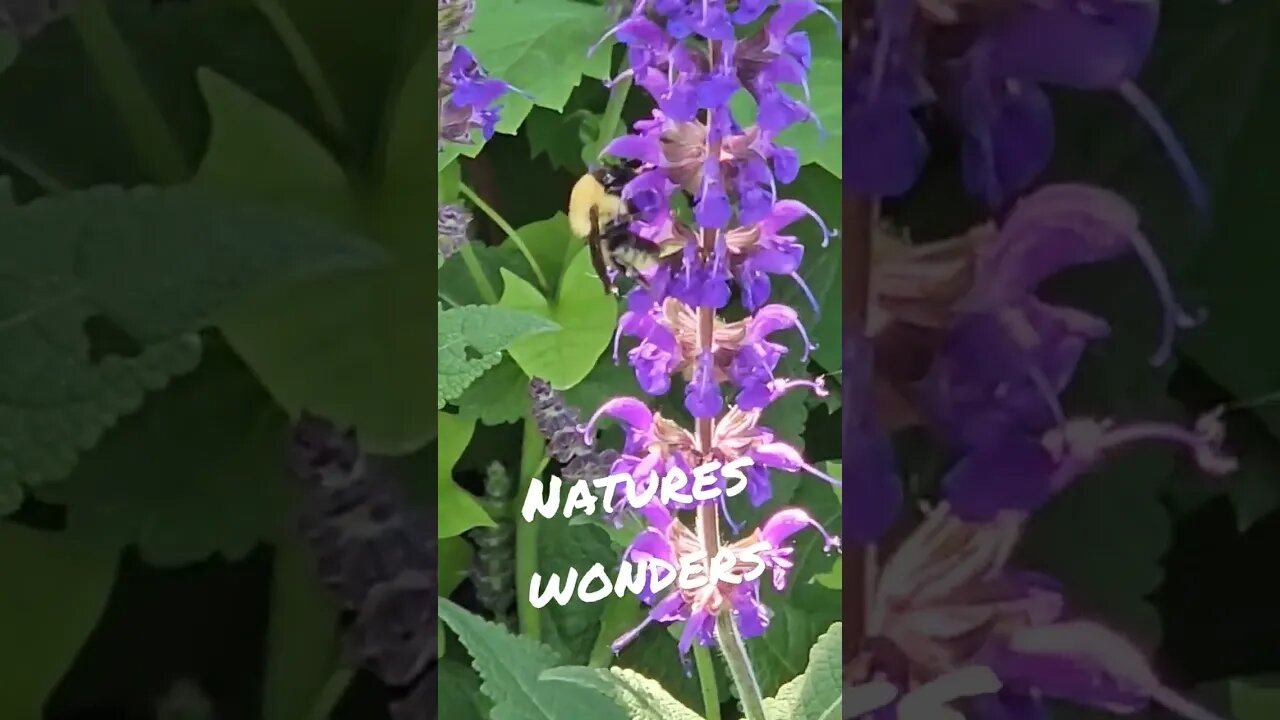 Bees nature's wonders #shortsvideo #socialmedia #tips #garden #bees @TalkwithSally