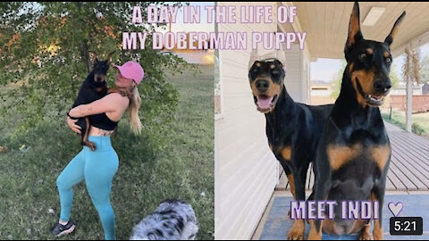 a day in the life of doberman puppy