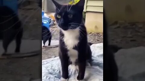 funny cat videos clean #shorts