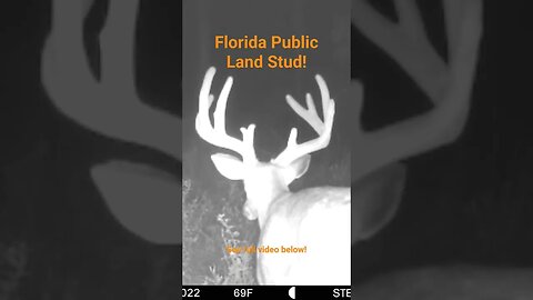 Florida Public Land Buck