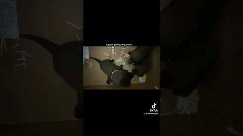 Puppies getting very playful now.