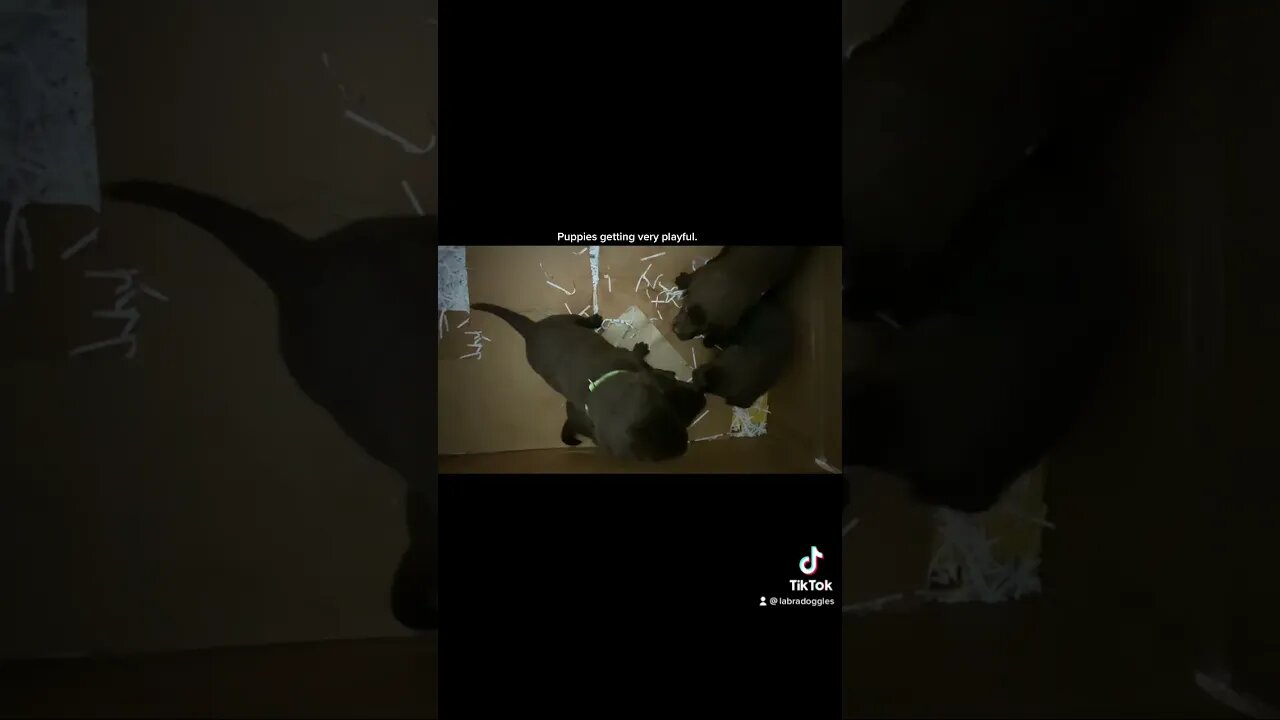 Puppies getting very playful now.
