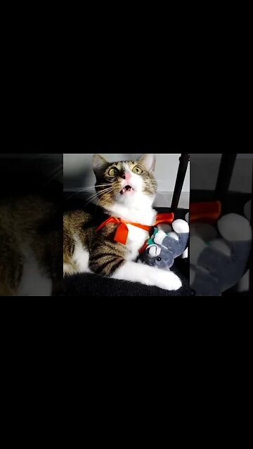 Mouse Bitten By a Cat with Red Bow #shorts