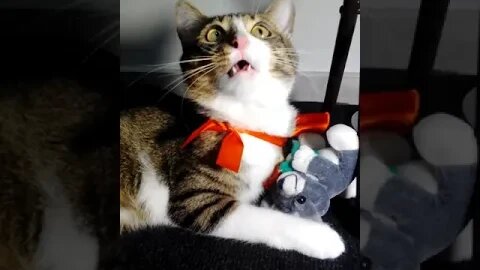 Mouse Bitten By a Cat with Red Bow #shorts