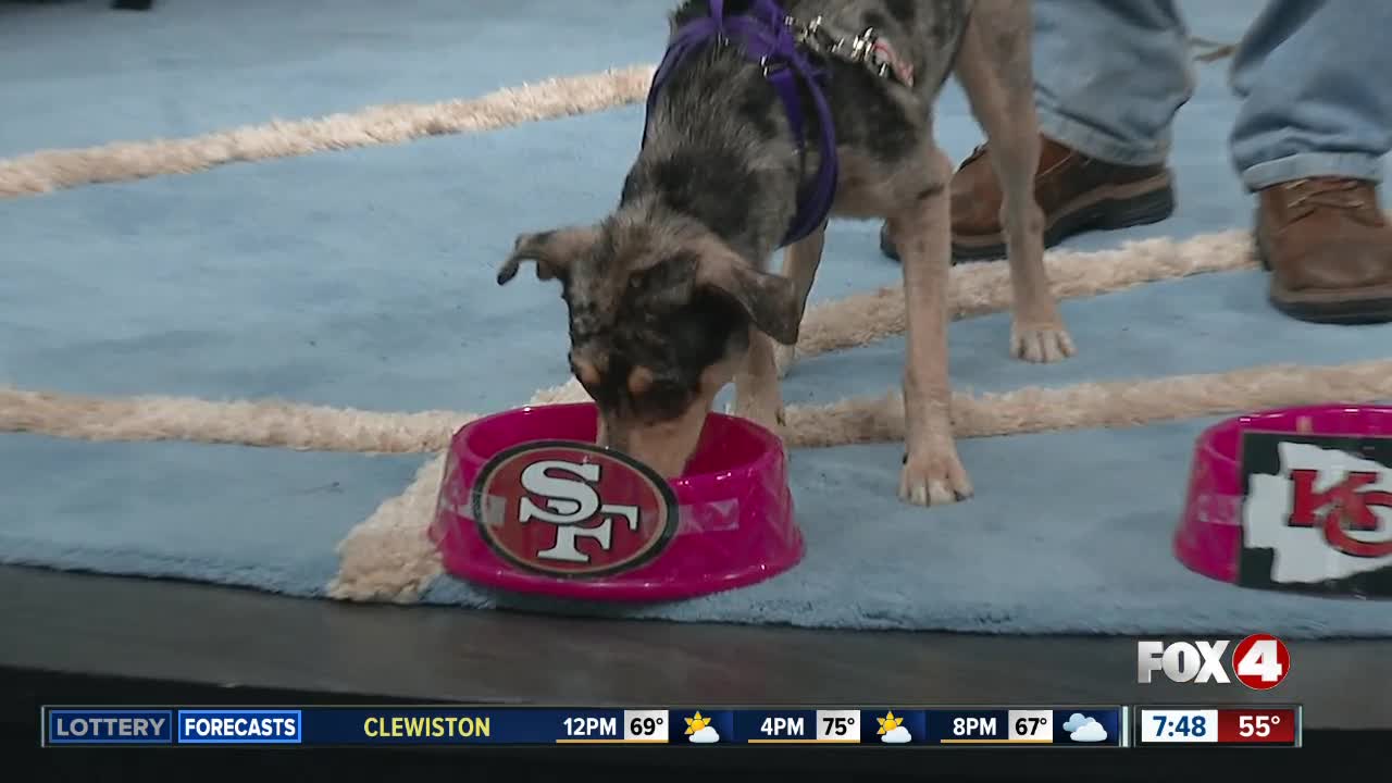 Magnolia from Gulf Coast Humane Society Chooses Super Bowl Winner