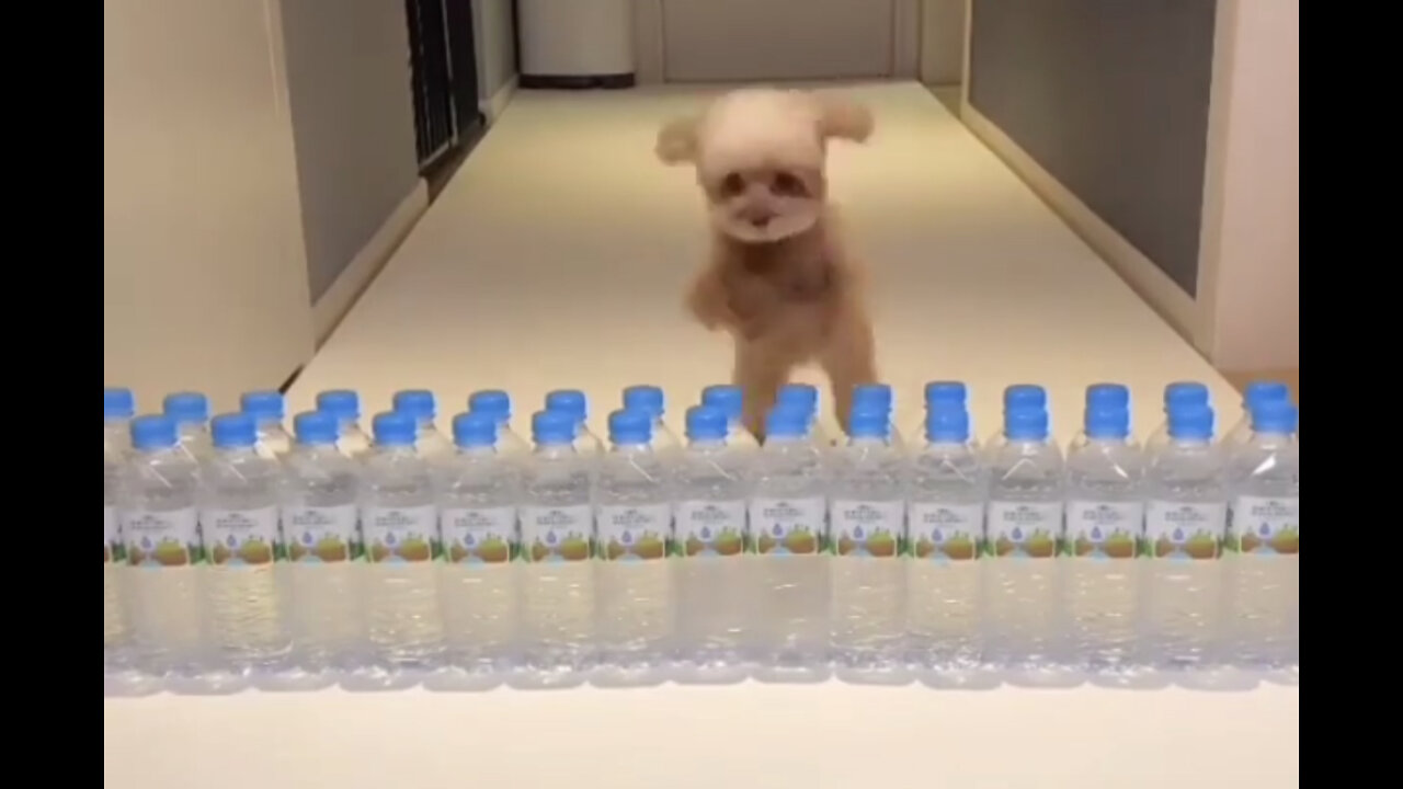 Clever dog knows how to escape every hard situation