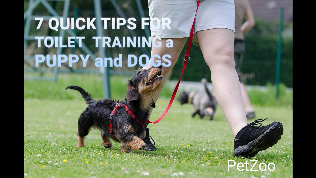 7 QUICK TIPS FOR TOILET TRAINING a PUPPY and DOGS