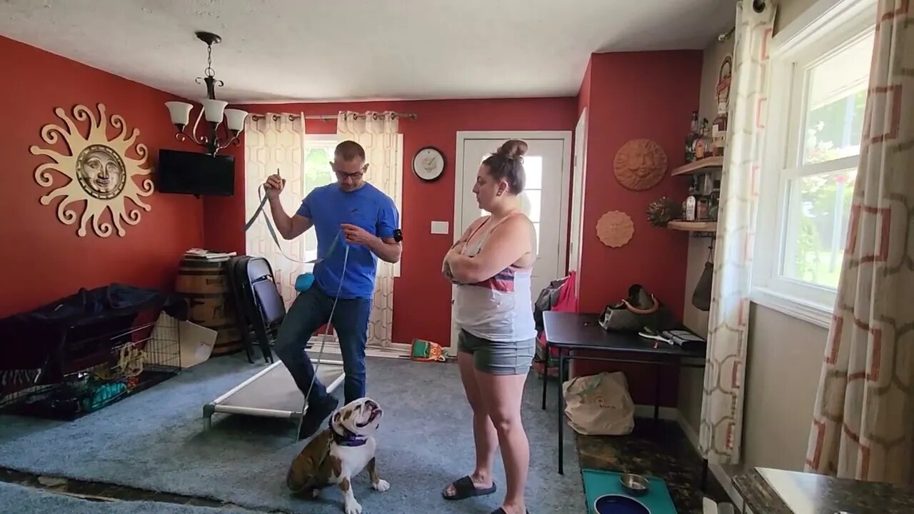 Tunie's Transformation! 3rd lesson with English Bulldog and her owner
