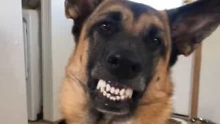 Dog cracks a smile in exchange for snack