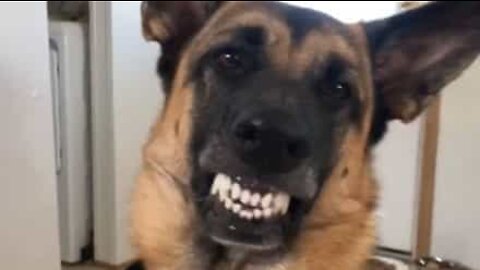 Dog cracks a smile in exchange for snack