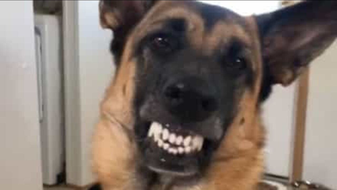 Dog cracks a smile in exchange for snack