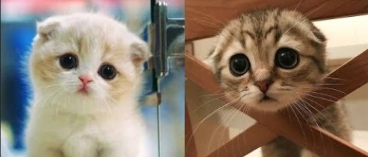 Baby Cats - Cute and Funny Cat Videos Compilation -_ Aww Animals