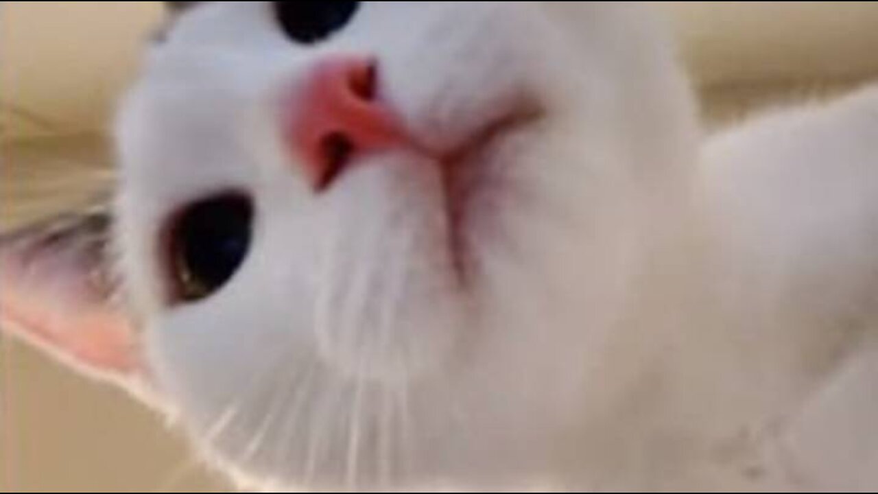 Cute and Funny Pets | Try Not To Laugh Compilation :)