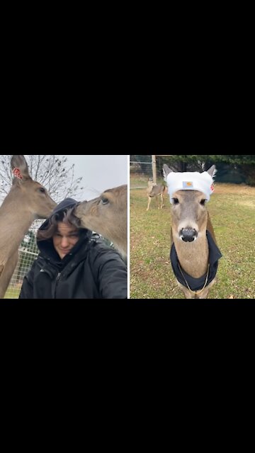 Guy dresses deer as famous TikTok personality