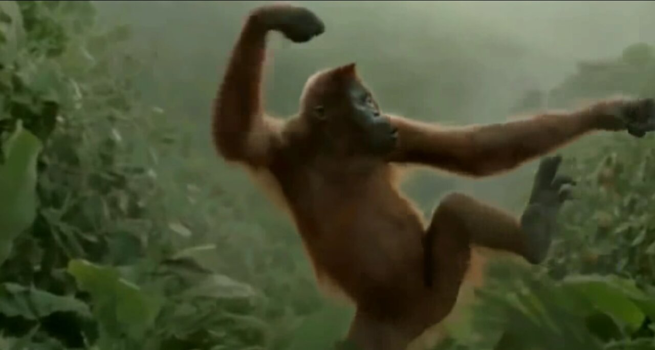 Must Watch: Tony The Dancing Orangutan!