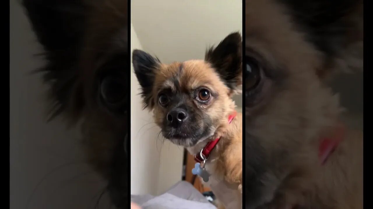 How to get amazing dog photos