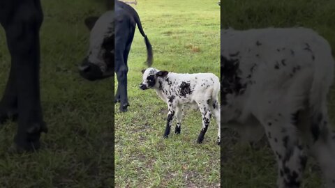 What’s going on? #cows #calf #cow #cattle