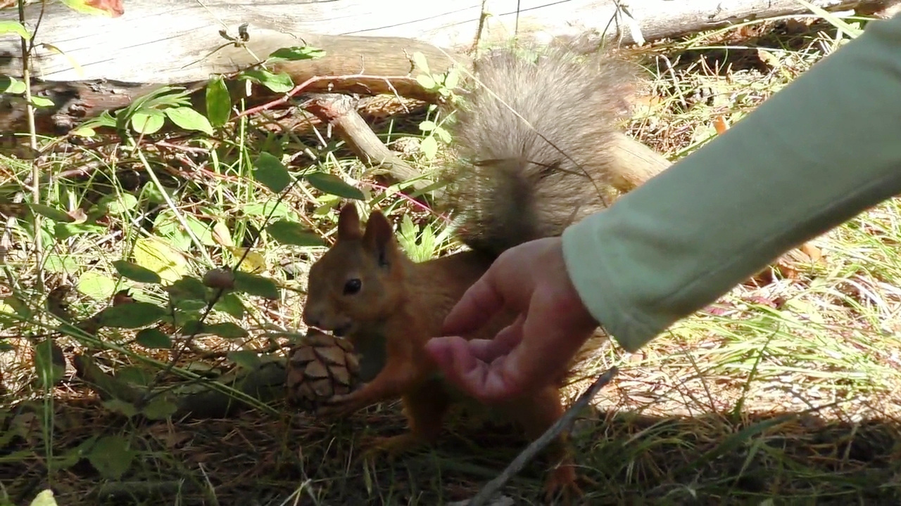 Squirrel, coming for a pine cone